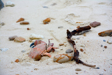  Dead crab carcass in the sand.