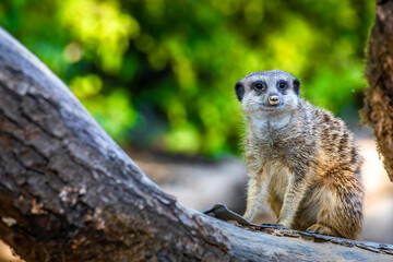 A meerkat guard observing the surroundings in order to protect the little meerkat village in a zoo at a sunny day in summer.
