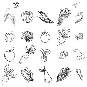 Hand drawn vegetable and fruit icons