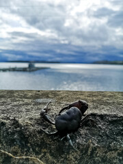 Landscapes of Aquitania (Colombia) of tota lake and vegetation