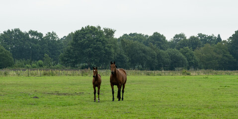 Pferdeherde mit ihren Fohlen auf einer Wiese