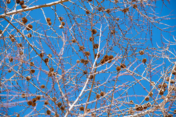 カラマツの松かさと枝と青空　Pinecones and branches of a Japanese larch and the sky