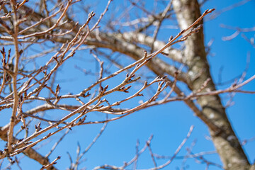 桜の花芽と青空　Buds of cherry blossom and the sky 