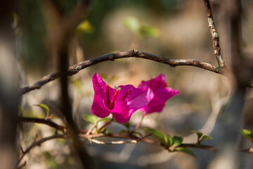 pink magnolia flowers