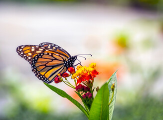 Monarch butterfly,Danaus plexippus