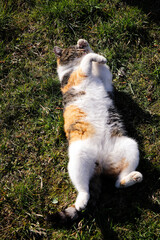 Cat is lying on its back with its legs outstretched and warming up. Rest position. A young kitten washes his head with his paw. Daily morning cleansing. Felis catus domesticus gains the necessary