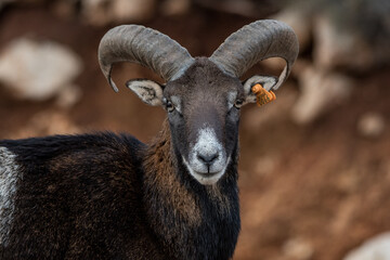 Mouflon Alpine, or Ram sheep, in Lebanese wilderness.