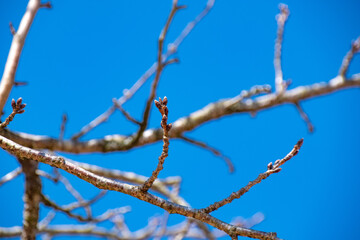 桜の花芽と青空　Buds of cherry blossom and the sky 