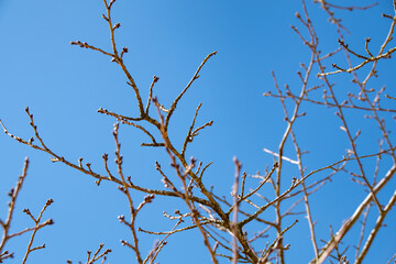 桜の花芽と青空　Buds of cherry blossom and the sky 