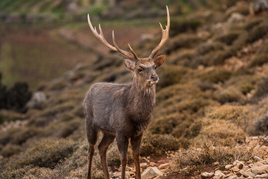 Red Deer, Santa clause favorite, winter in Lebanon and Lebanese wilderness. © Philip