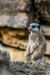 Fototapeta premium A meerkat guard observing the surroundings in order to protect the little meerkat village in a zoo at a sunny day in summer.