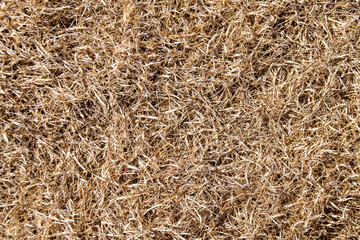 キラキラとした冬枯れの芝生　Desolate winter grasses on the ground