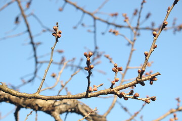 Close up of cherry blossom branch with flower buds, wallpaper background, soft focus