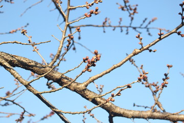 Close up of cherry blossom branch with flower buds, wallpaper background, soft focus
