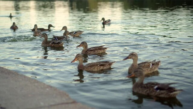 Wild ducks swim on the lake in the evening