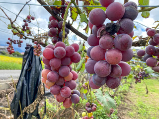 農園に実る新鮮なぶどう