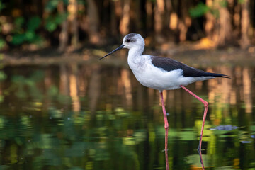 Image of Black-winged Stilt (Himantopus himantopus) are looking for food. Bird. Wild Animals.