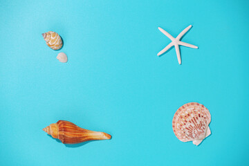 Seashells on blue background, top view