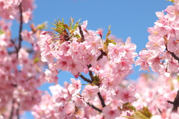 Beautiful pink sakura (cherry blossom) against blue sky, wallpaper background, soft focus