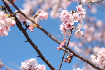 Beautiful and cute little pink cherry blossom (Kawazu Zakura) branch against blue sky, wallpaper background, soft focus