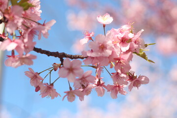 Close up of beautiful and lovely pink cherry blossom (sakura) flowers, wallpaper background, soft focus