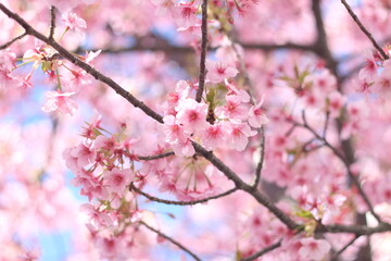 Beautiful and cute pink cherry blossom (sakura) wallpaper background, soft focus
