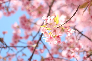 Beautiful pink cherry blossom flowers (sakura) wallpaper background, soft focus