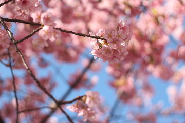 Beautiful and cute pink sakura (cherry blossom) wallpaper background, soft focus