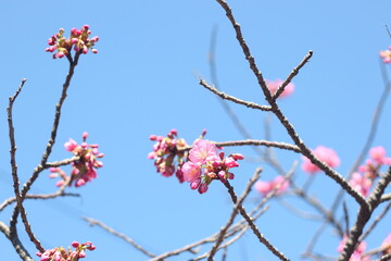 Beautiful and cute pink cherry blossom (sakura) flower buds, wallpaper background, Tokyo, Japan