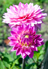 Blooming Dahlia varieties "Miss Delilah" close-up.