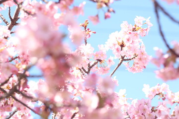 Beautiful pink cherry blossom (kawazu sakura) flowers against blue sky, wallpaper background, Tokyo, Japan