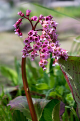Bergenia crassifolia. Common names for the species include heart-leaved bergenia, badan, Siberian tea and Mongolian tea.