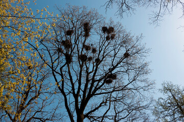 crows nests on tree branches