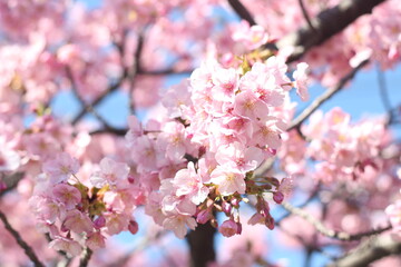 Obraz premium Pretty and lovely pink cherry blossoms (Kawazu Zakura) wallpaper background, Tokyo, Japan, Soft Focus
