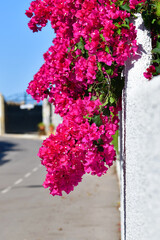 beautiful bougainvillea used as ornament on an out of focus building. Ornamental flowers concept.