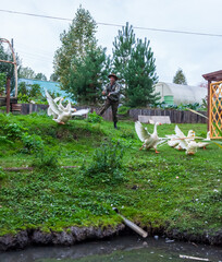 A flock of geese and white ducks flee to the pond with wings spread from a man in a protective suit and hat on a village plot against a background of green grass and trees.