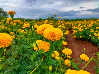 Farm of yellow marigold.