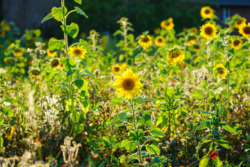Sonnenblumen Feld