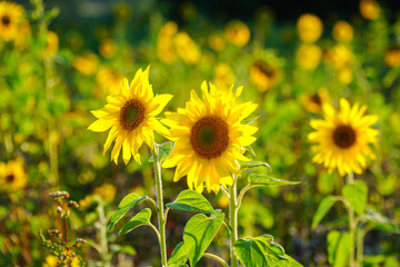 Obraz premium Sonnenblumen Feld