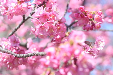 Obraz premium Beautiful and cute pink Kawazu sakura (cherry blossom) flowers against blue sky, wallpaper background, Tokyo, Japan