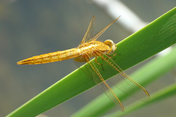 Scarlet Darter (Crocothemis erythraea)