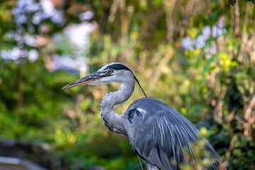 A common grey heron at a little lake in the Mönchbruch natural reserve in Hesse, Germany.