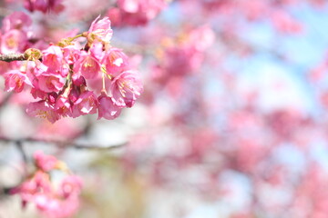 Fototapeta na wymiar Beautiful and cute pink Kawazu sakura (cherry blossom) flowers against blue sky, wallpaper background, Tokyo, Japan