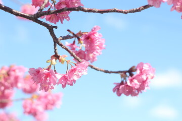 Beautiful pink sakura (cherry blossom) flowers against blue sky, wallpaper background, soft focus
