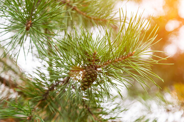 A cone on the branches of a coniferous tree with green long needles in the rays of sunlight. A delicacy for squirrels is nuts in the scales of a tree fruit.