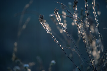 Dry dried flowers glowing in the sun on an autumn field. Soft selective focus. © Ann Stryzhekin