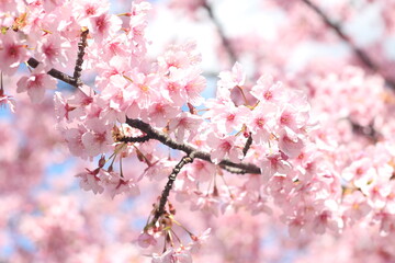 Close up of pink cherry blossom flower (kawazu sakura),  Tokyo, Japan