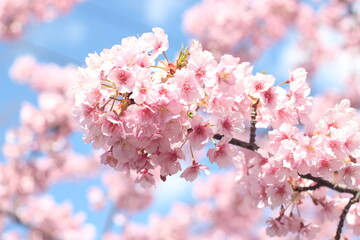 Close up of pink cherry blossom flower (kawazu sakura),  Tokyo, Japan