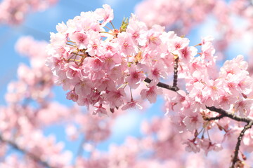 Close up of pink cherry blossom flower (kawazu sakura),  Tokyo, Japan