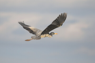 Obraz premium Airone cenerino (Ardea cinerea) in volo,silhouette sfondo cielo